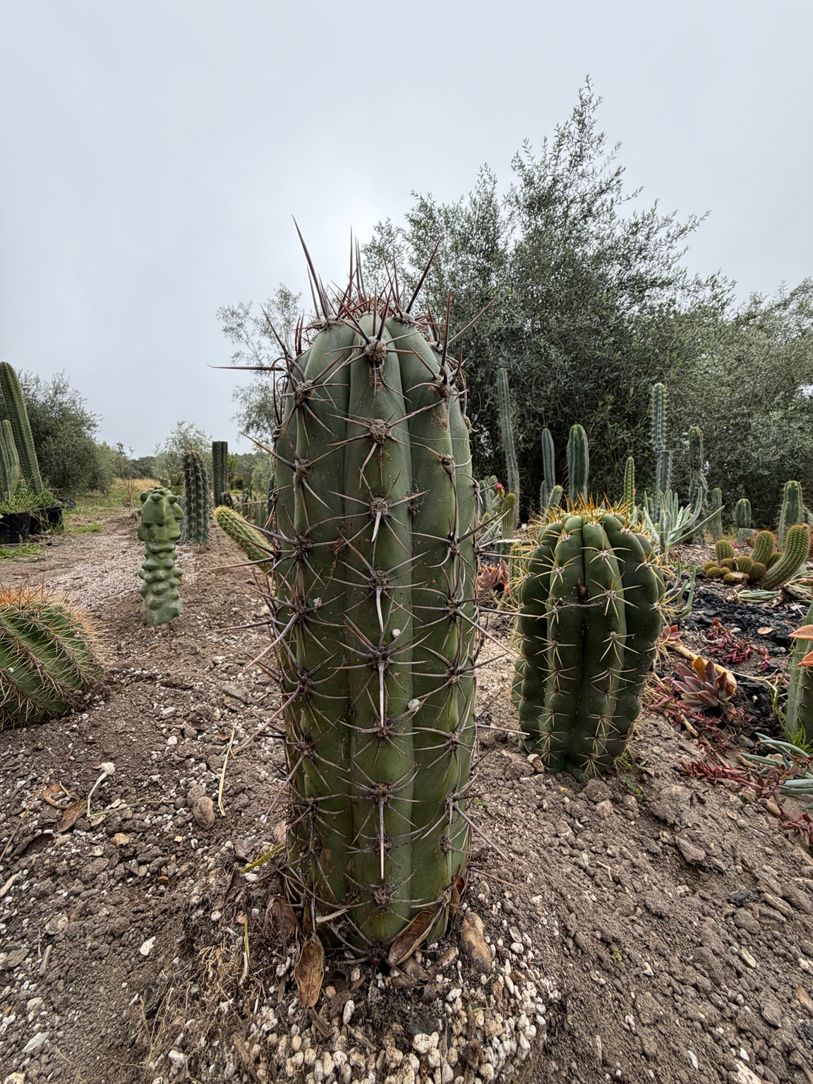 Cactus Cuttings