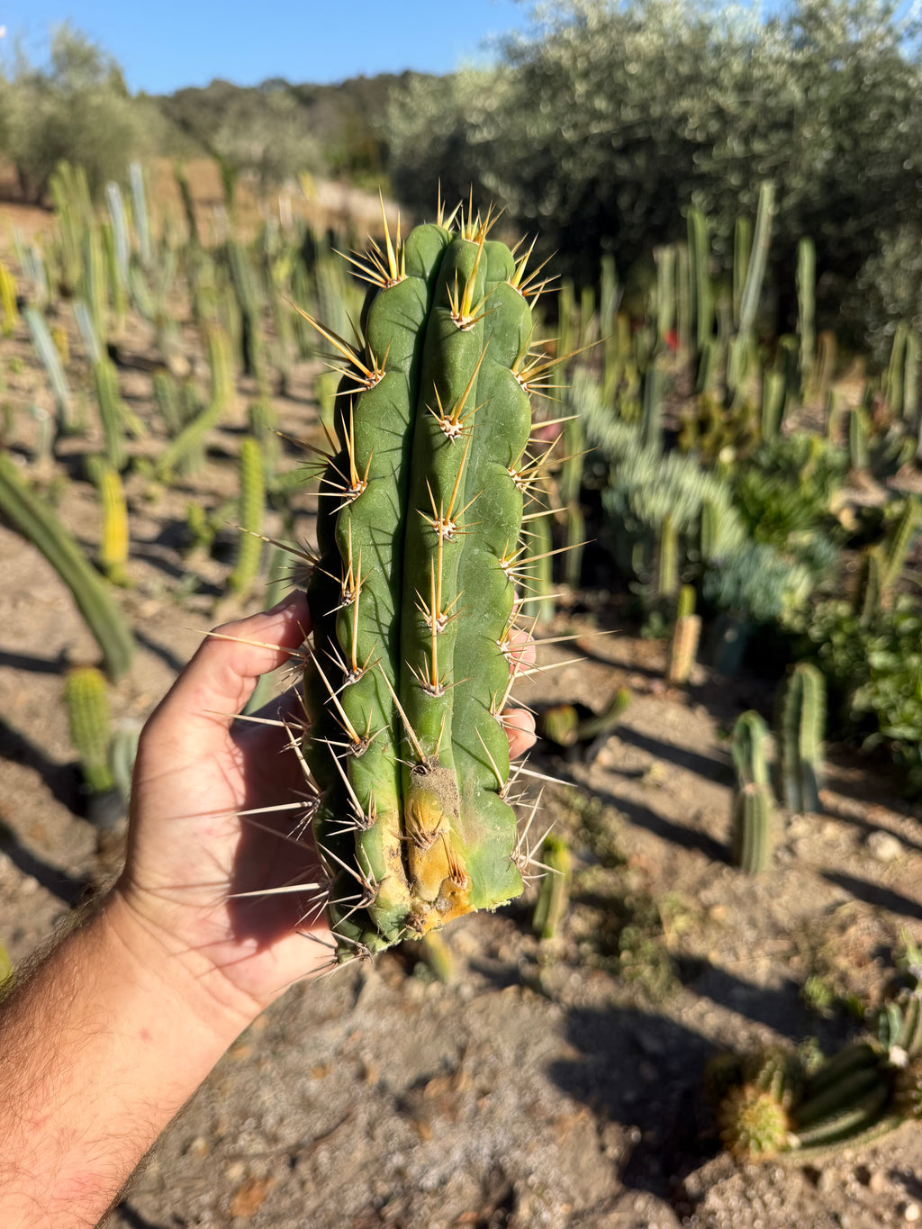 Cuzco Trichocereus Cutting – 8”