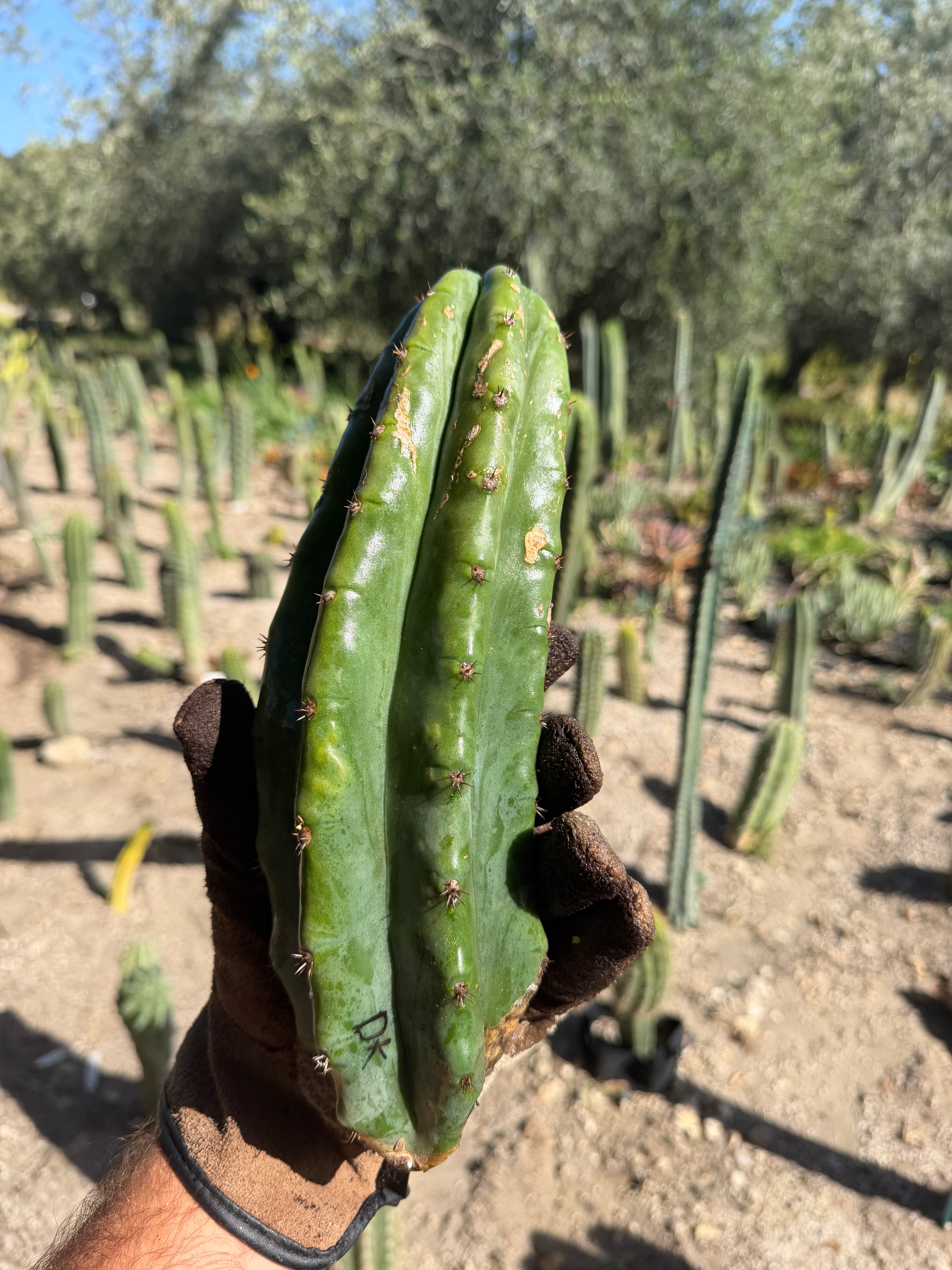 DK Trichocereus Cutting – 11”
