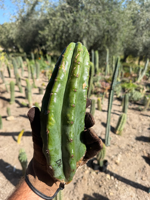 DK Trichocereus Cutting – 11”