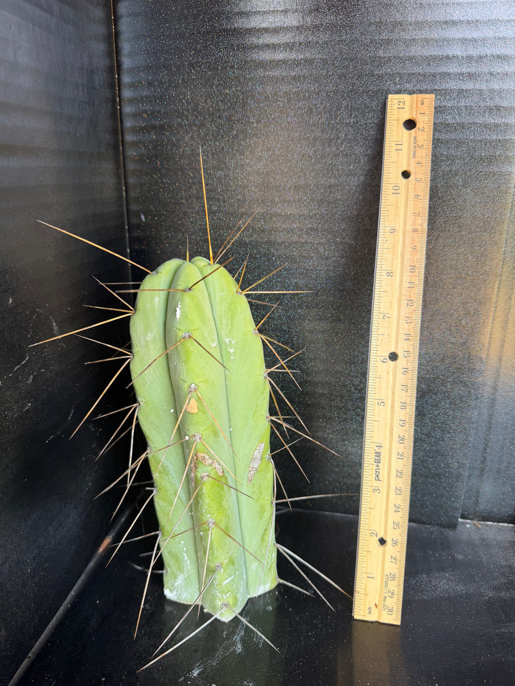 Doman’s Bridge Trichocereus Cutting – 8”