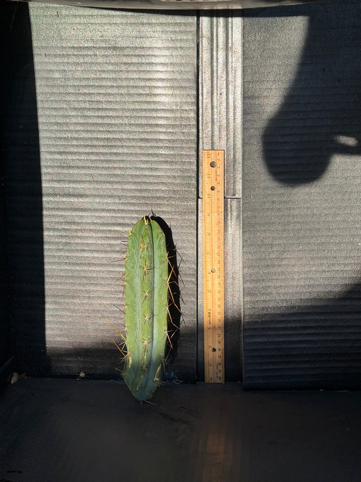 Psycho0 Trichocereus Cactus Cutting – 9"