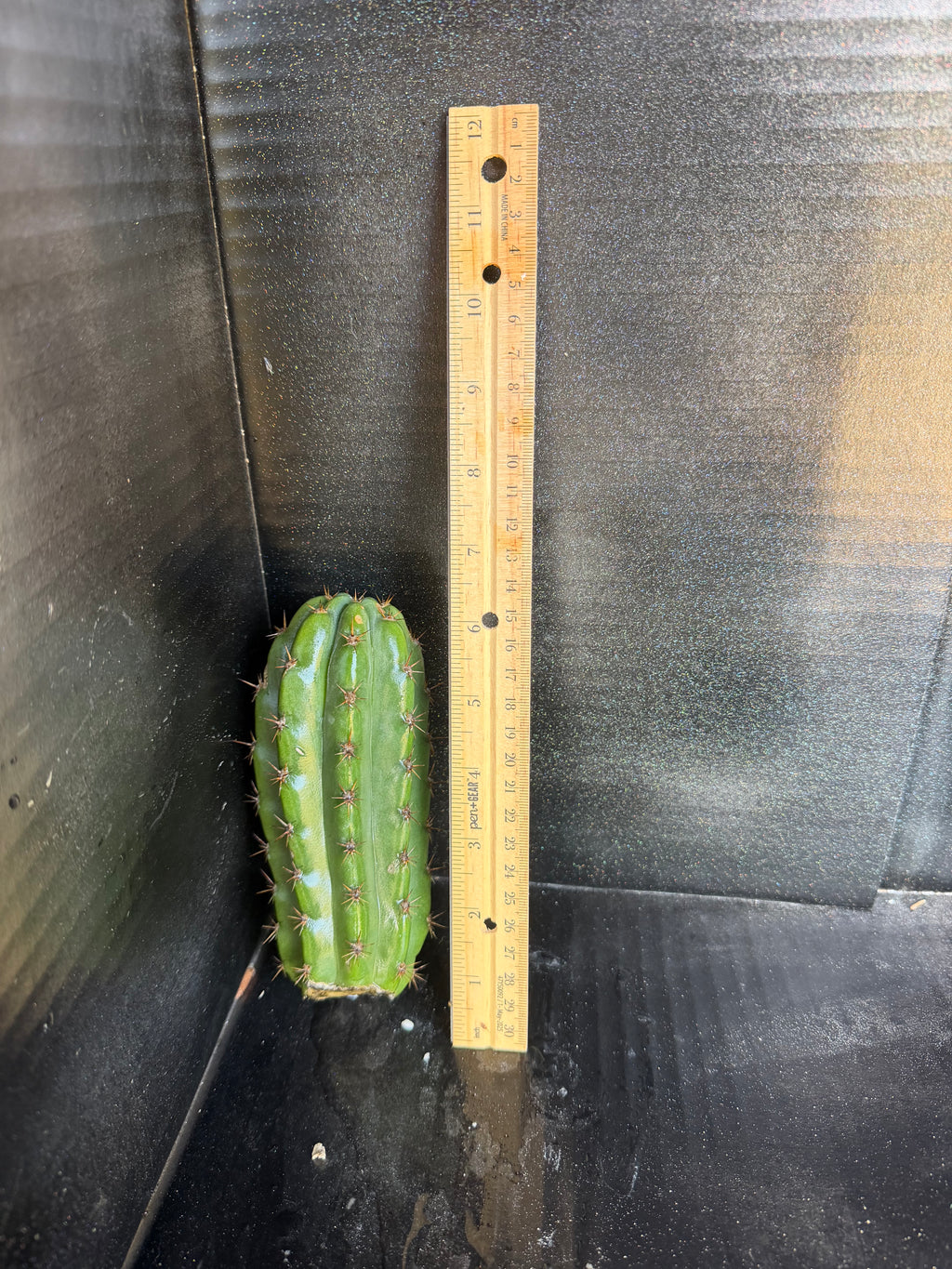 Trichocereus Cactus Cutting – 6”