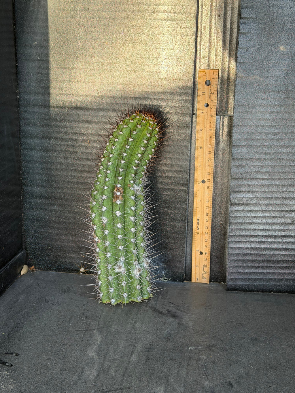 Thelegonus Trichocereus Cutting – 10”
