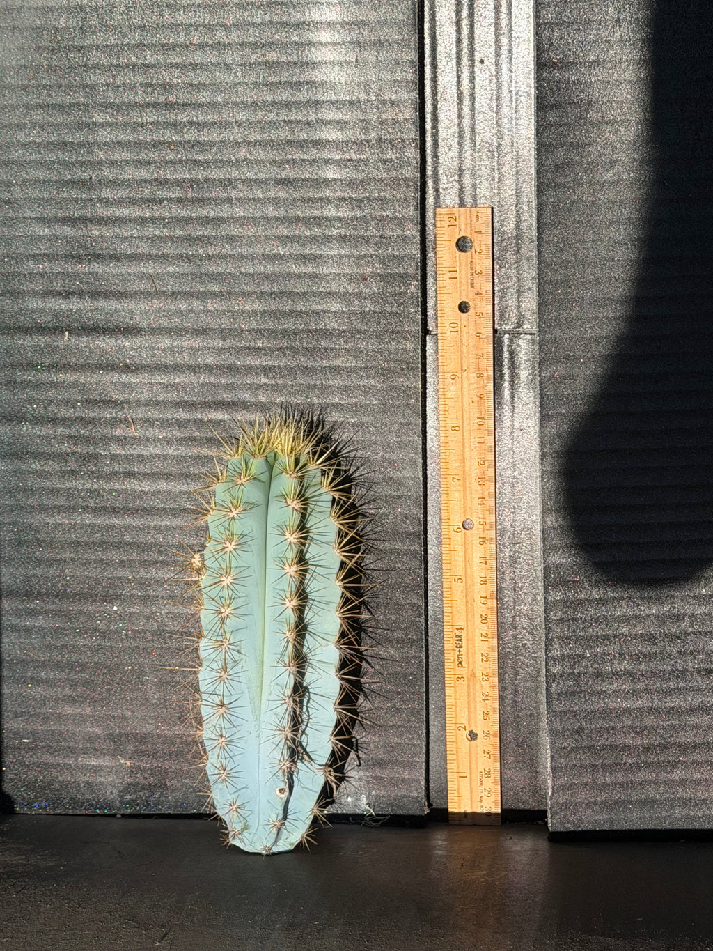 Pilosocereus Azureus Cutting - 8”