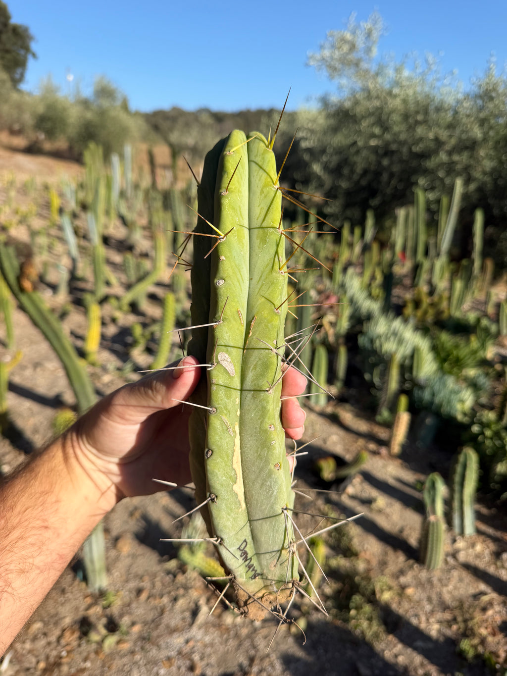 Doman’s Bridge Trichocereus Cutting – 12”