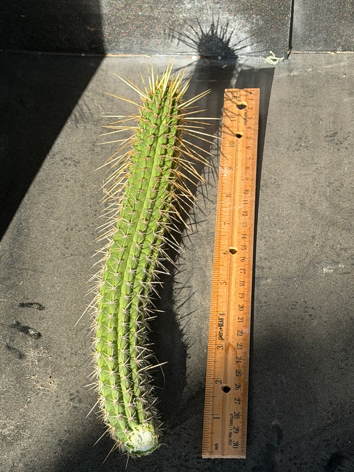 Cleistocactus Laniceps Cutting – 12”