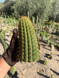 Chiloensis literalis Cutting – 8”