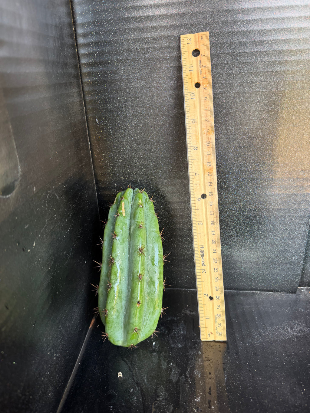 Moran Trichocereus Cutting – 7-8”