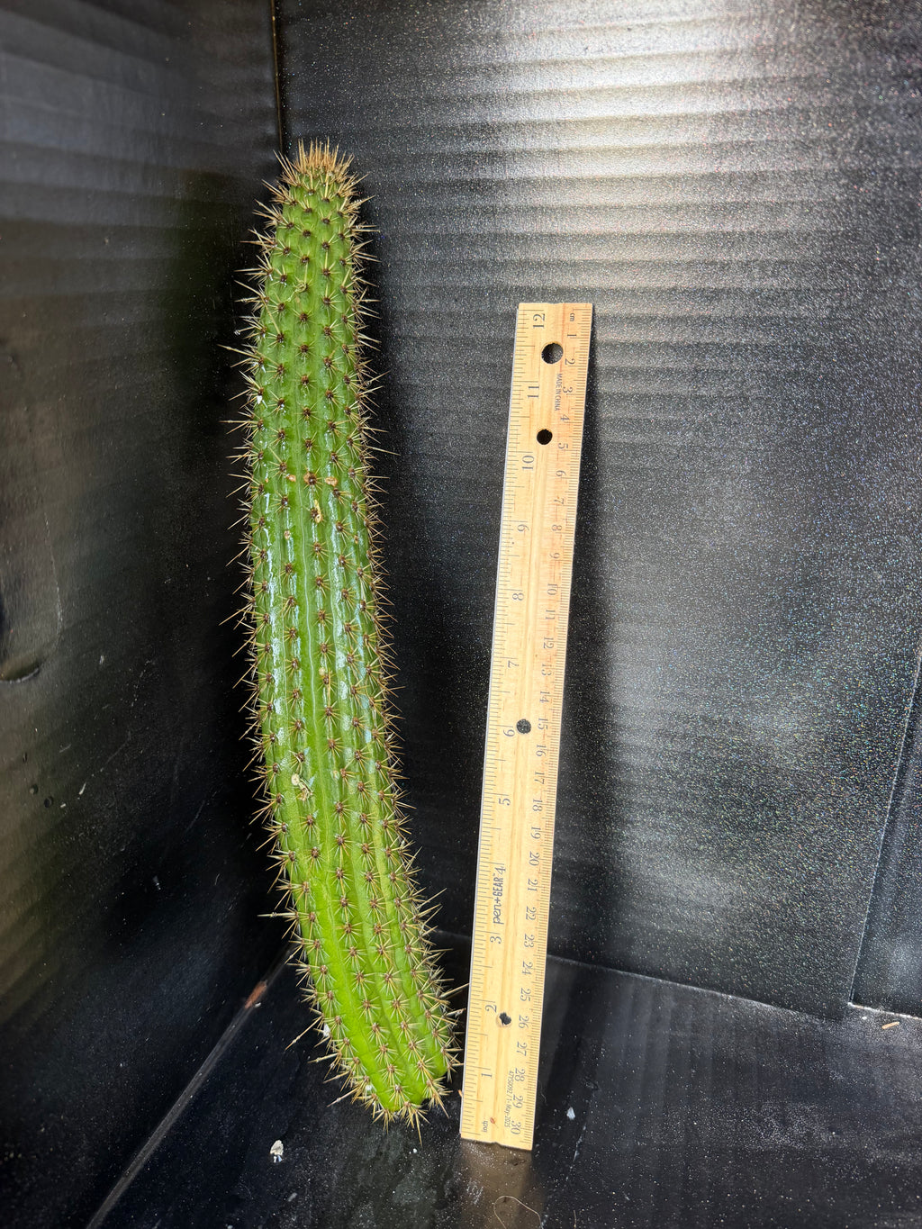 Cleistocactus Laniceps Cutting – 13”