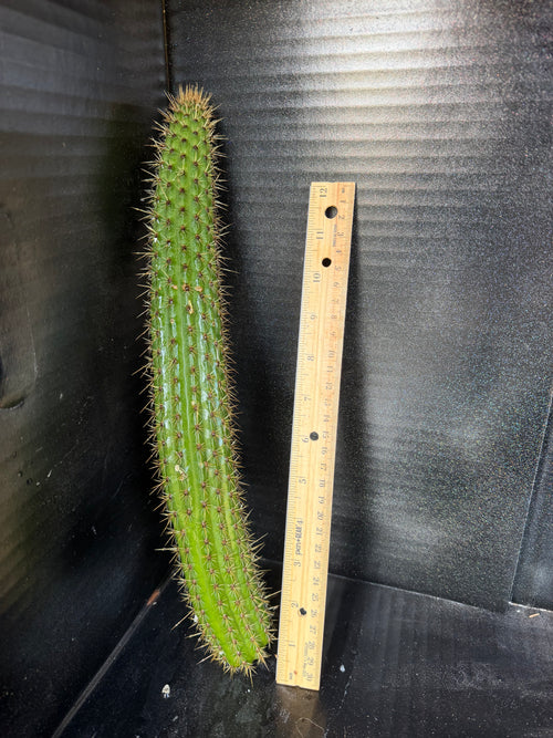 Cleistocactus Laniceps Cutting – 13”