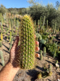Camarguensis Trichocereus Cutting – 9”
