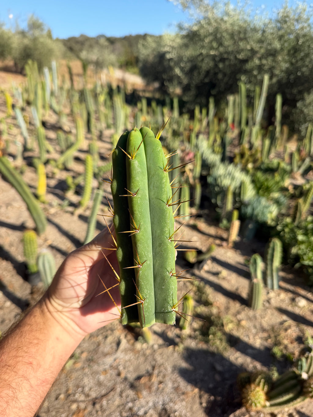 Hevy Trichocereus Cutting – 7”