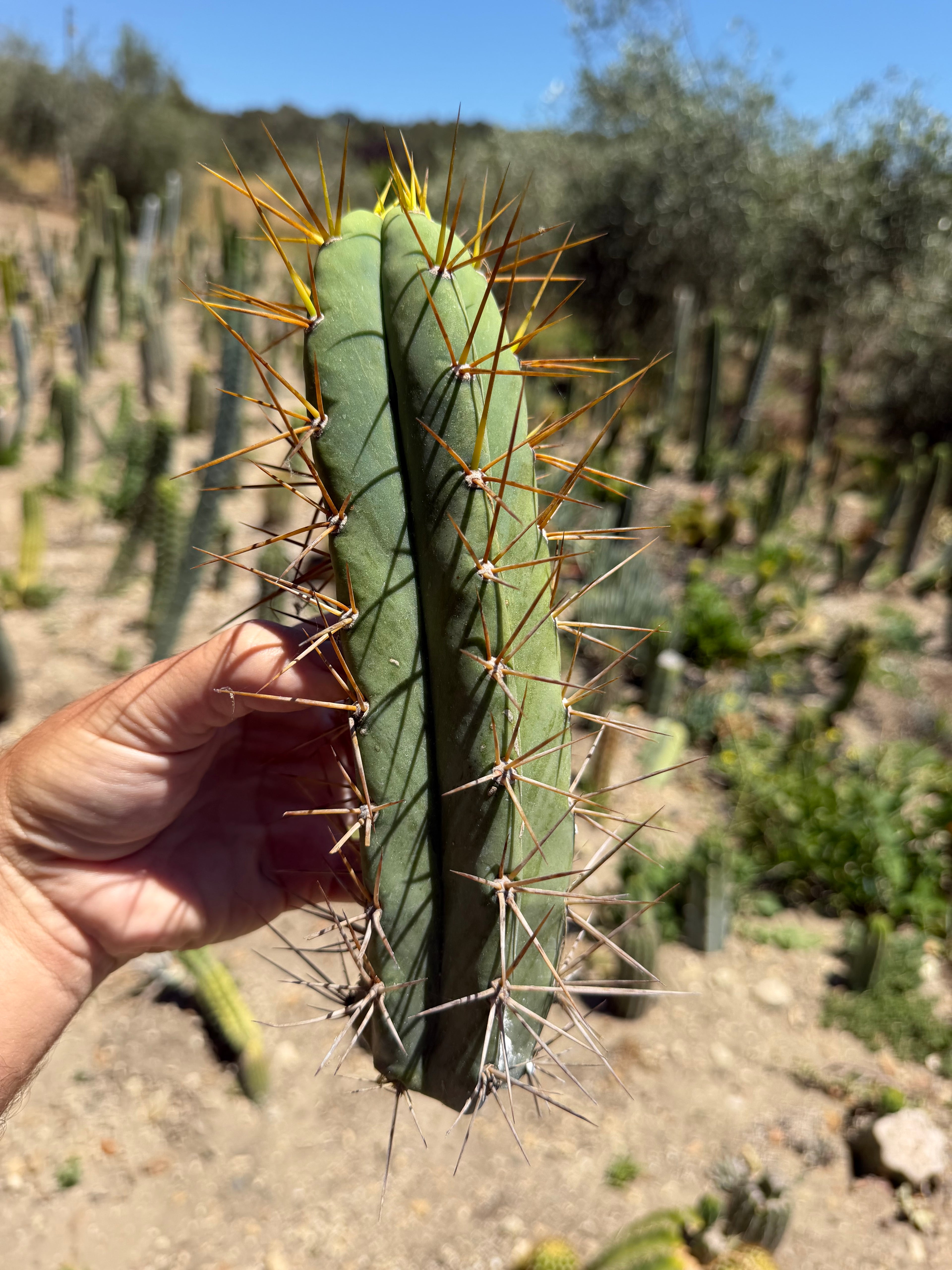 SJB Trichocereus Cactus Cutting – 10"
