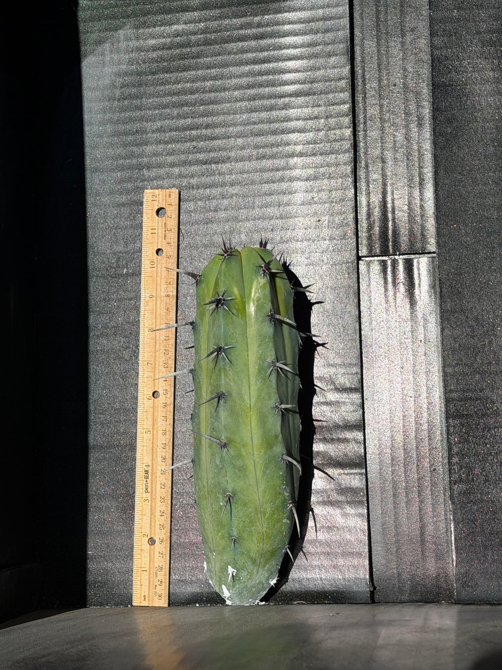 Myrtillocactus Stacker revert Cutting – 10”