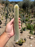 Cleistocactus Strousii (Orange flowers) Cutting – 12”