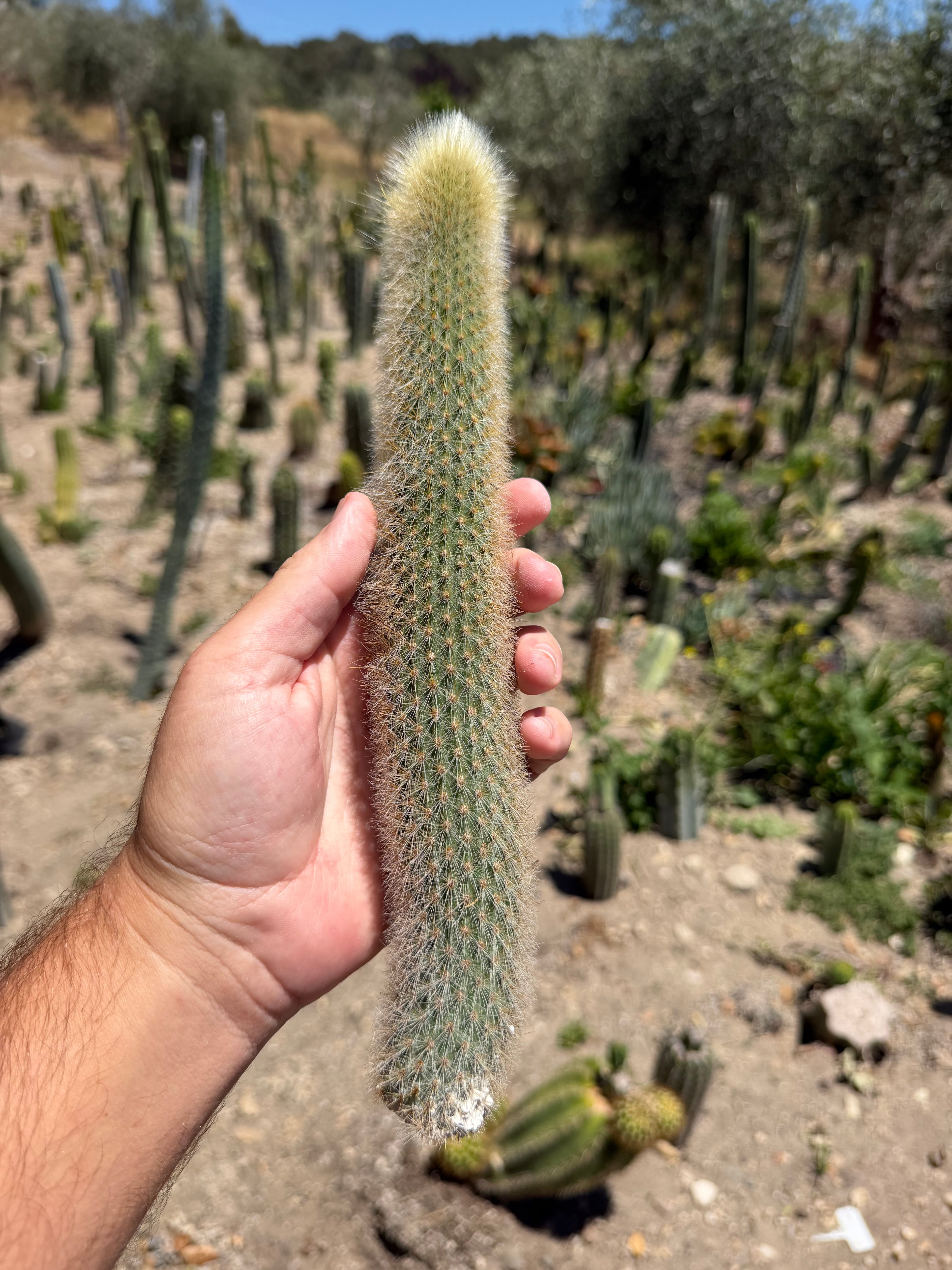 Cleistocactus Strousii (Orange flowers) Cutting – 12”