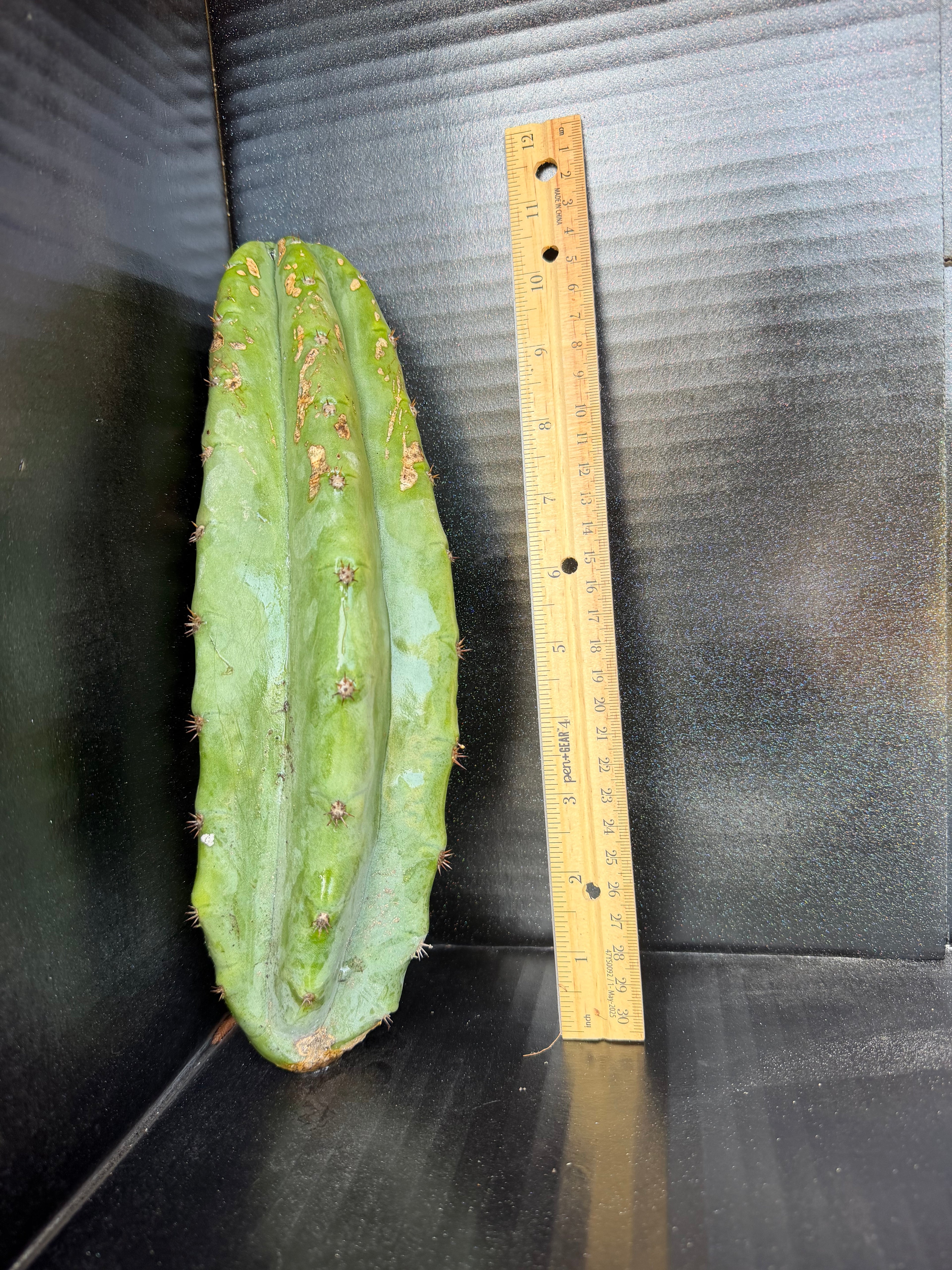DK Trichocereus Cutting – 11”