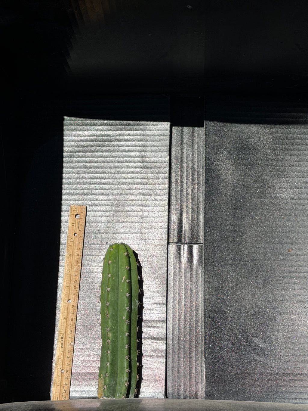 Landfill x TPM Trichocereus Cutting – 8-10”