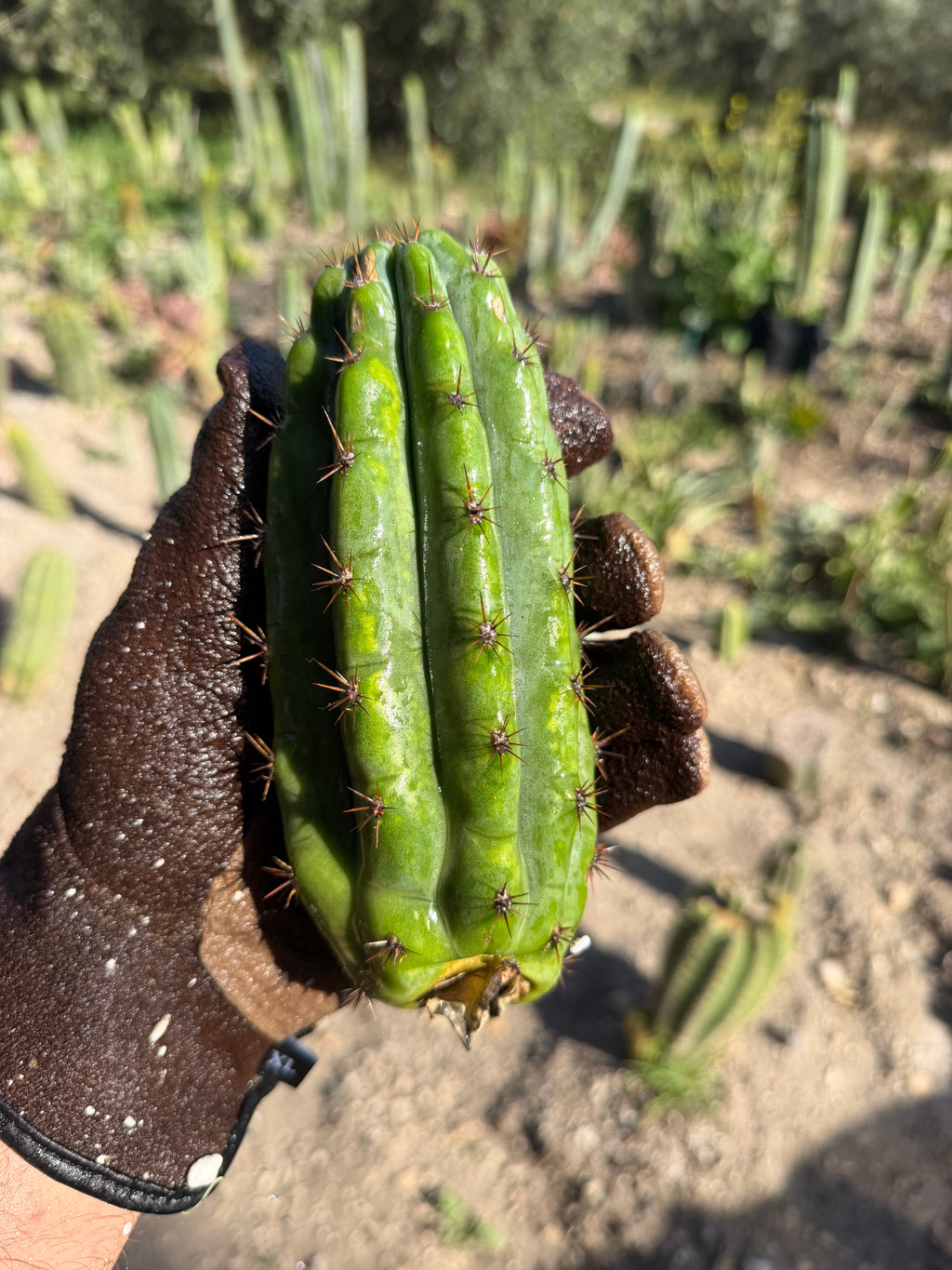Moran Trichocereus Cutting – 7-8”