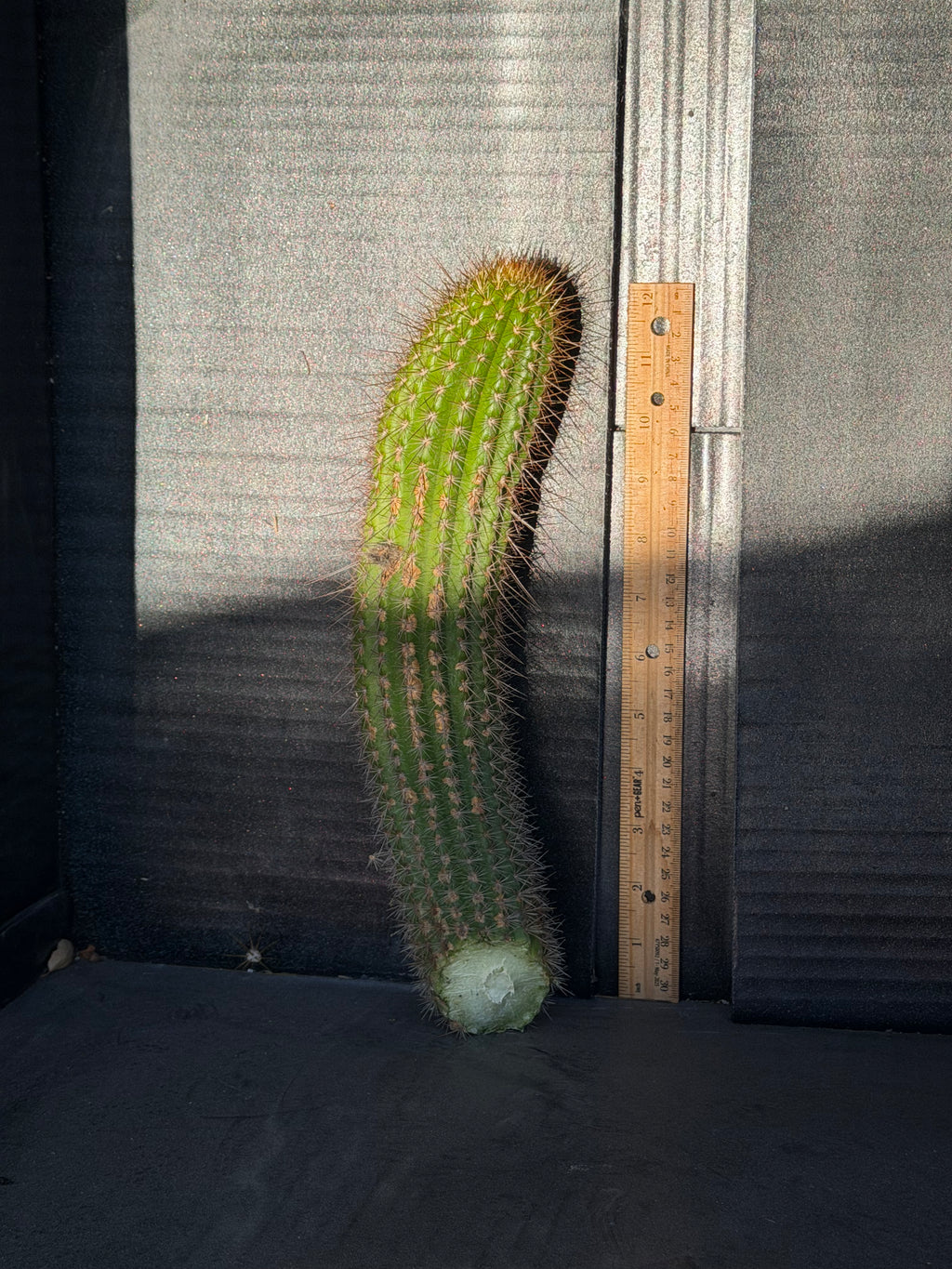 Orange Flame Trichocereus Cutting – 12”