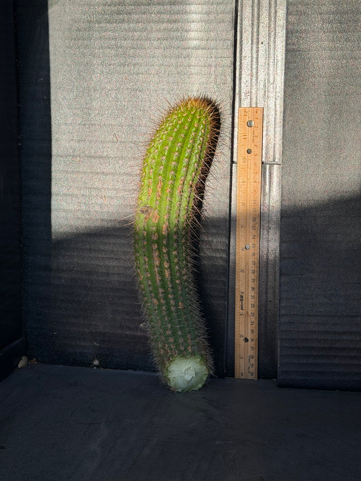 Orange Flame Trichocereus Cutting – 12”