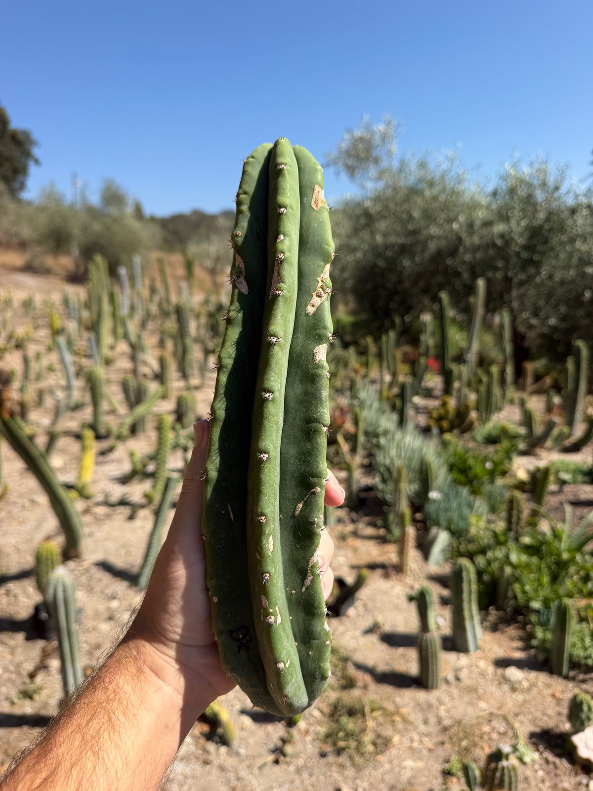 DK Trichocereus Cutting – 12”