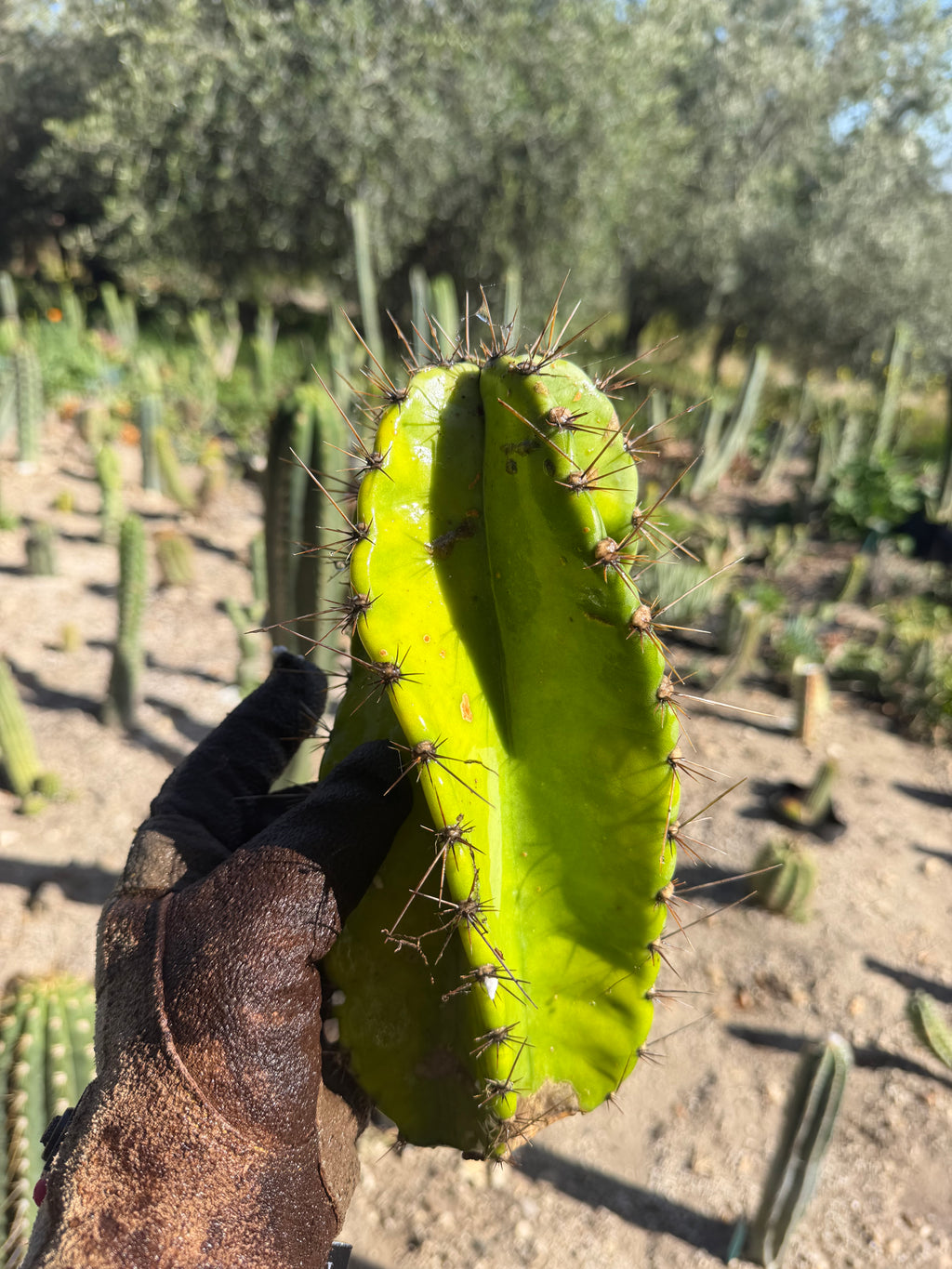 Cereus Spiralis Cutting – 10”