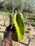 Cereus Spiralis Cutting – 10”
