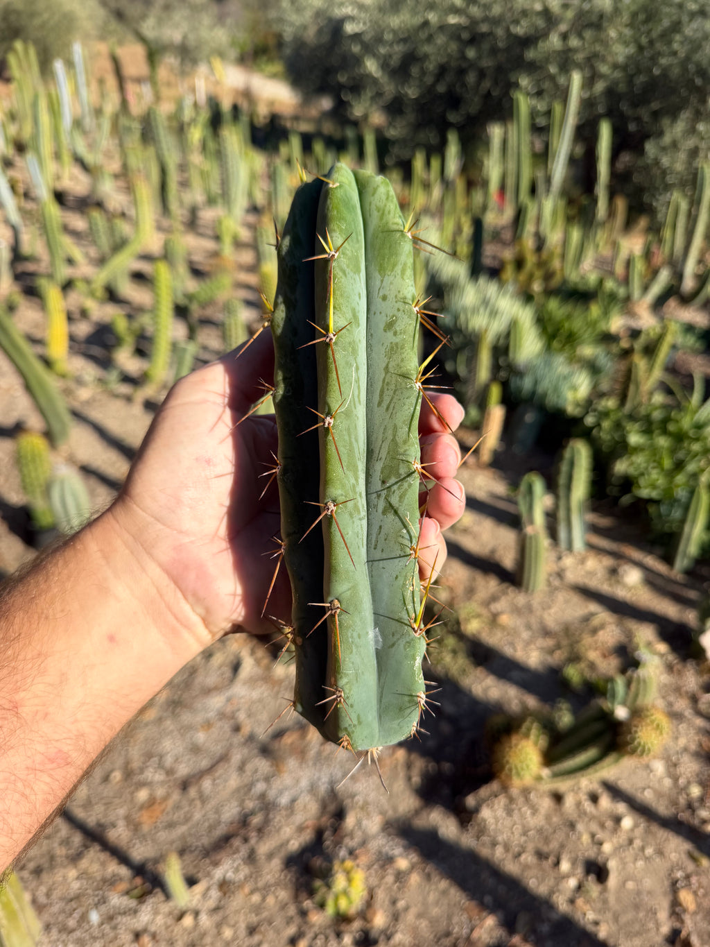 Psycho0 Trichocereus Cactus Cutting – 9"
