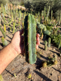 Psycho0 Trichocereus Cactus Cutting – 9"