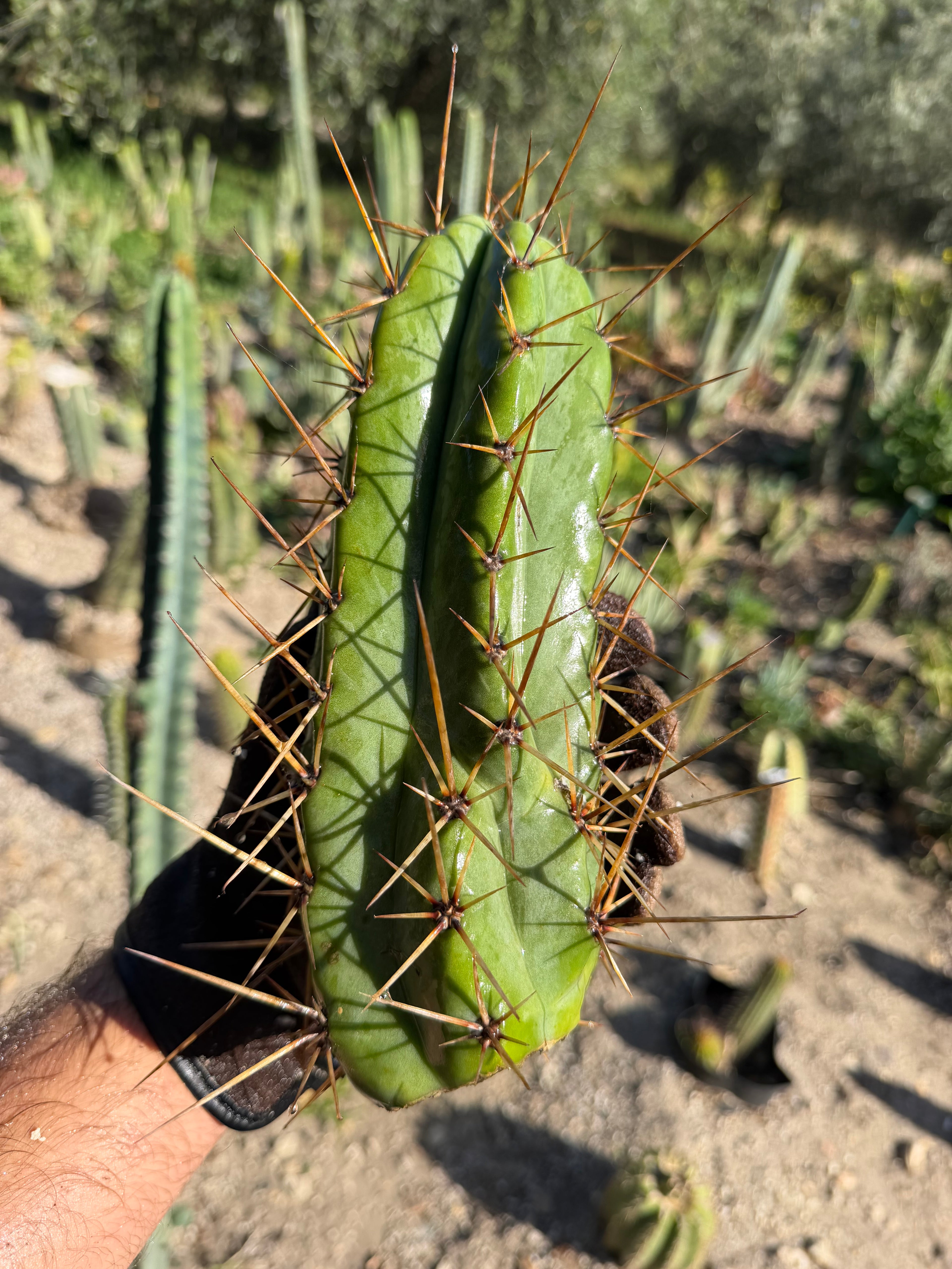Psycho0 Trichocereus Cutting – 9”