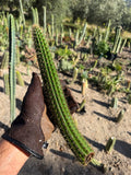 Cleistocactus Laniceps Cutting – 13”