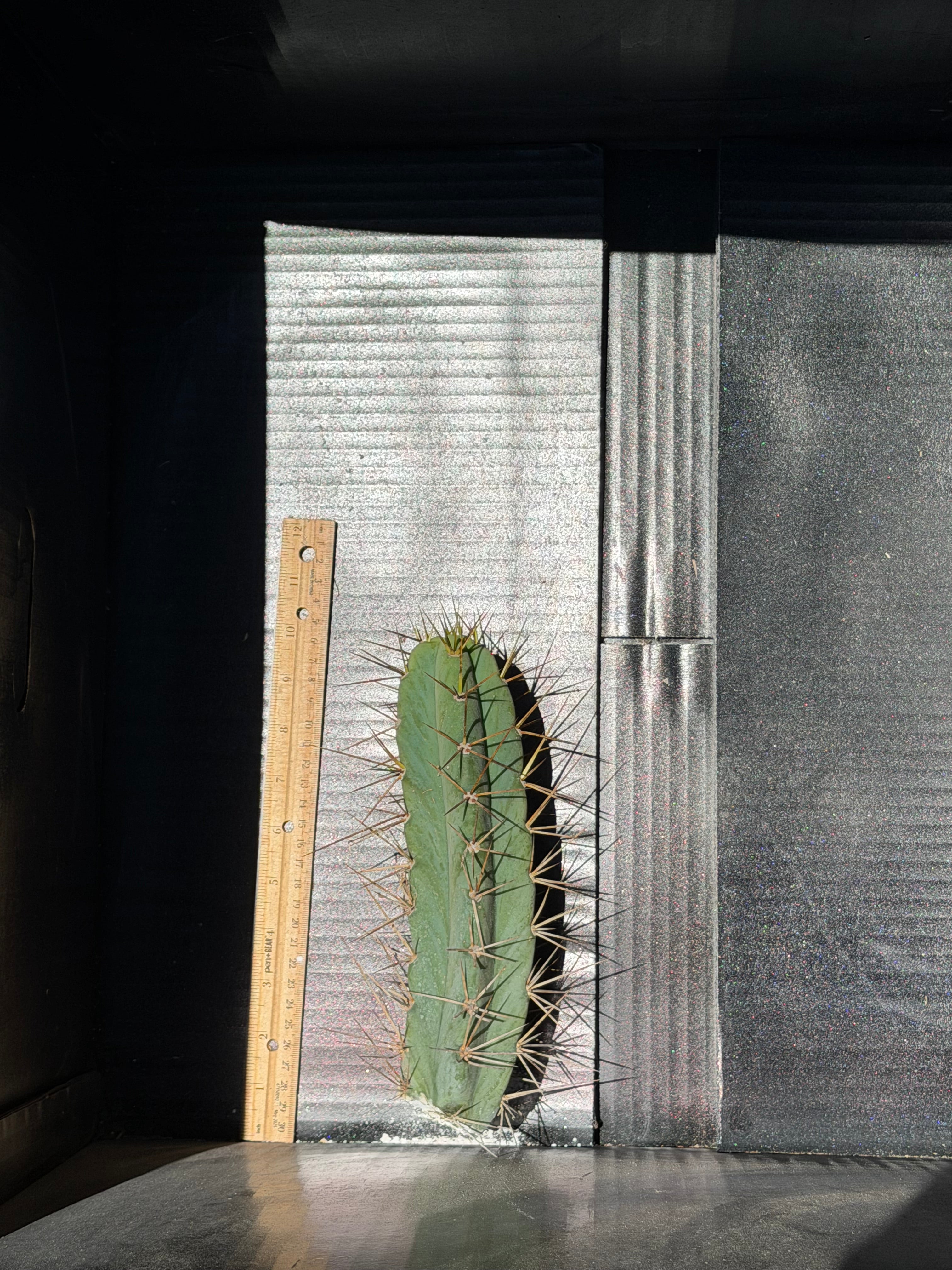 SJB Trichocereus Cactus Cutting – 10"