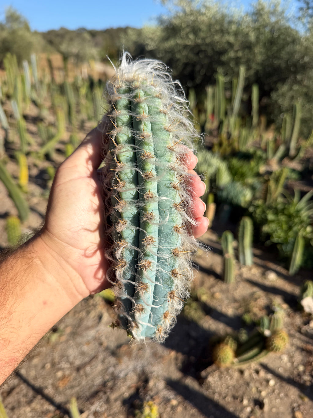 Pilosocereus Pachycladus Cutting - 8”