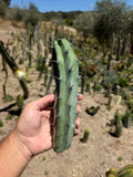 Myrtillocactus Chimera revert Cutting – 10”