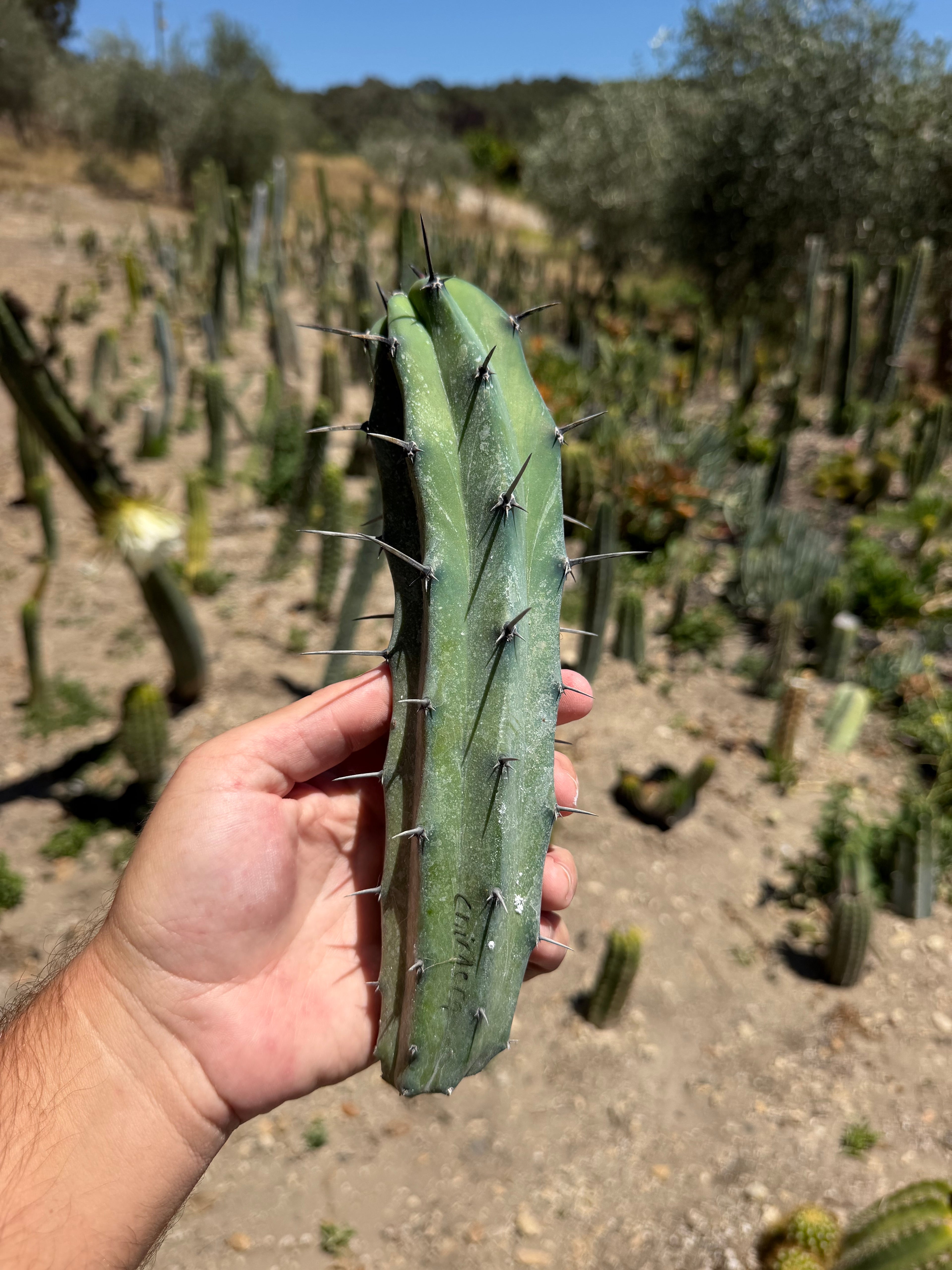 Myrtillocactus Chimera revert Cutting – 10”