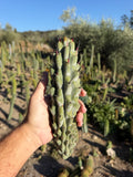 Stenocereus Beneckei Cutting – 10”