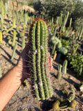 Thelegonus Trichocereus Cutting – 10”