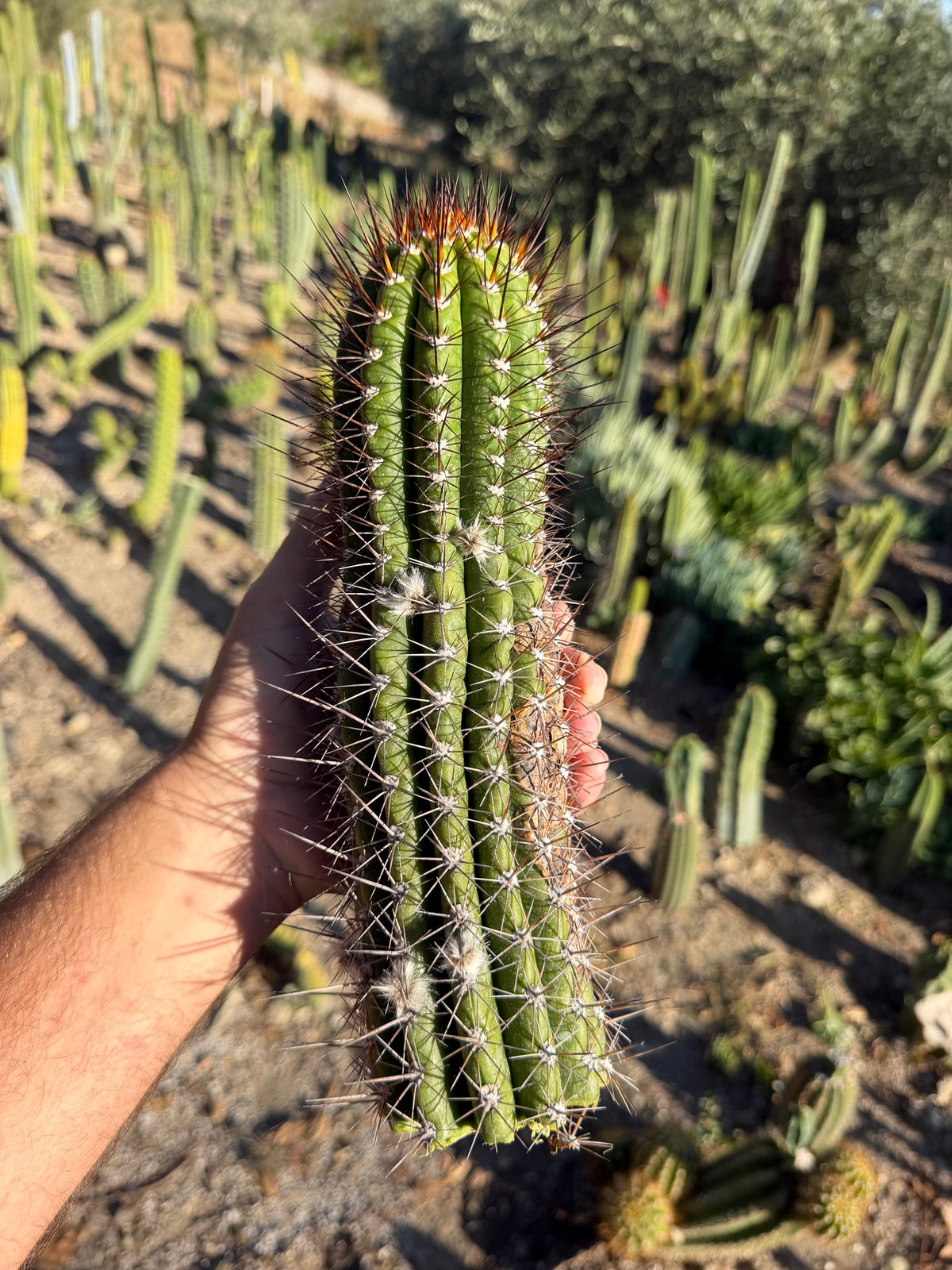 Thelegonus Trichocereus Cutting – 10”
