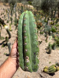 BP3 x TPC Trichocereus Cutting – 11”