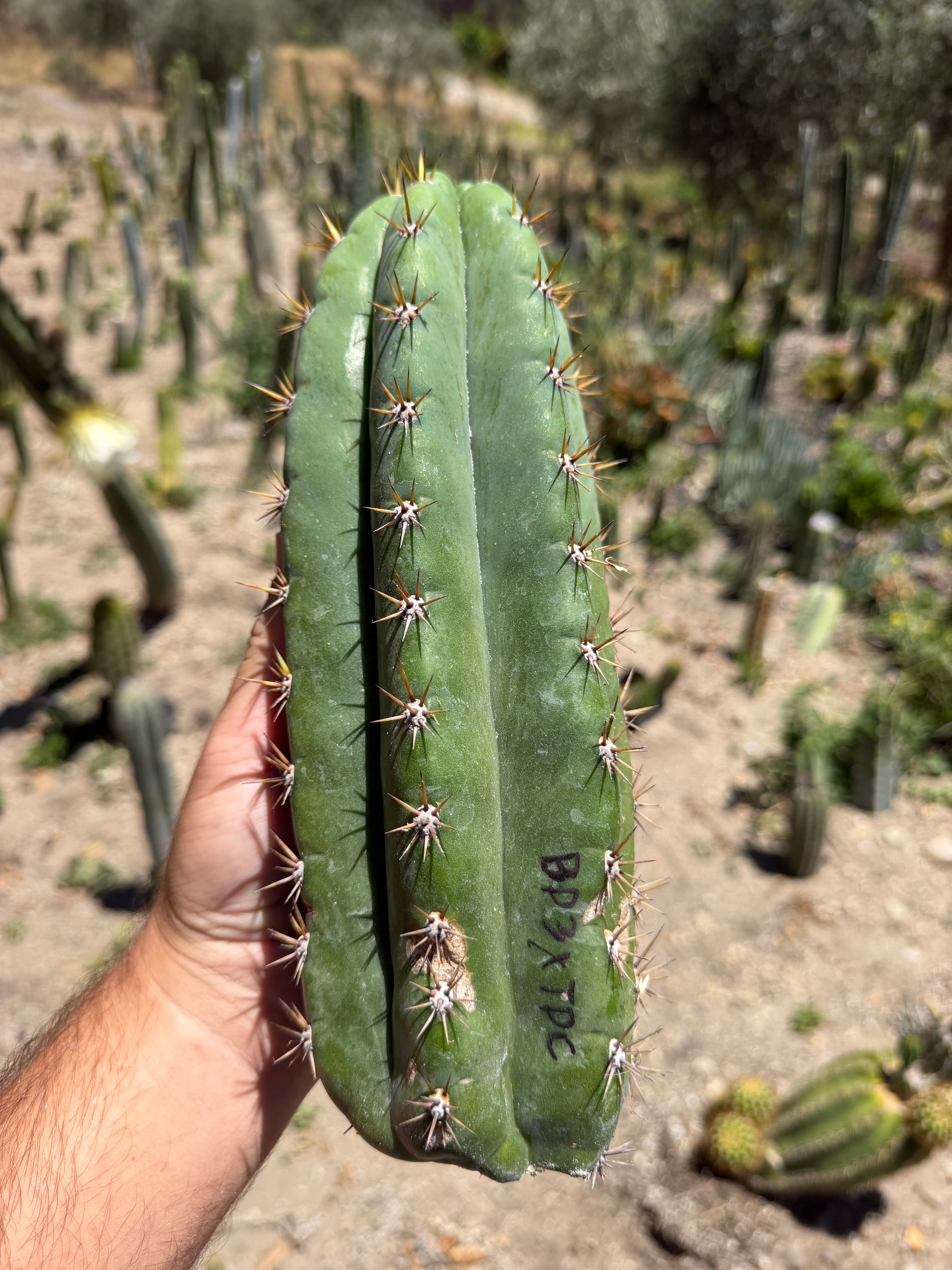 BP3 x TPC Trichocereus Cutting – 11”