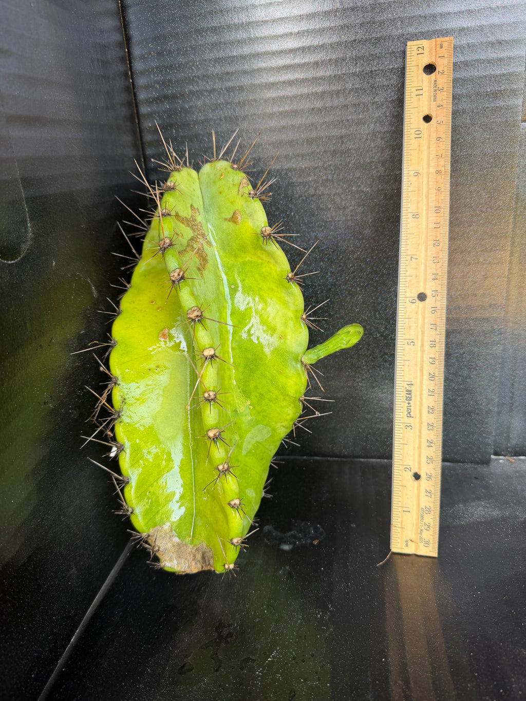 Cereus Spiralis Cutting – 10”