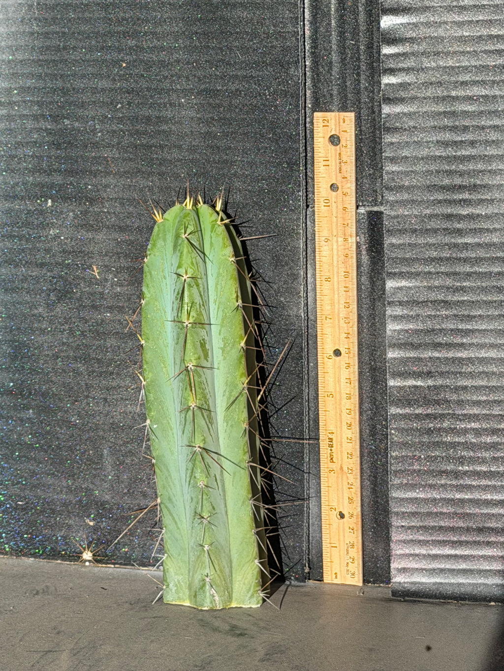 Wobble  Trichocereus Tip Cutting – 10”