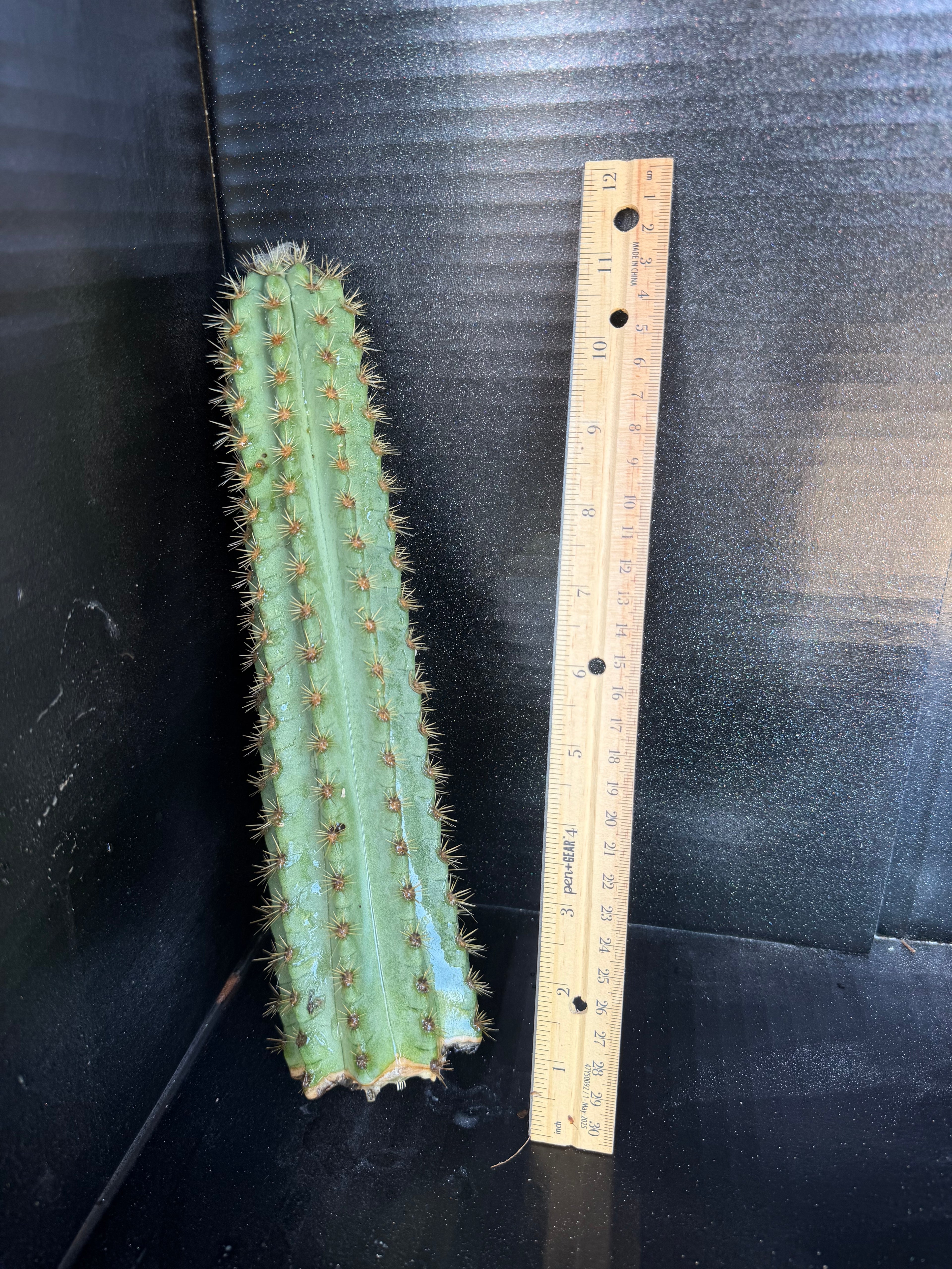 Green pilosocereus Cutting – 11”