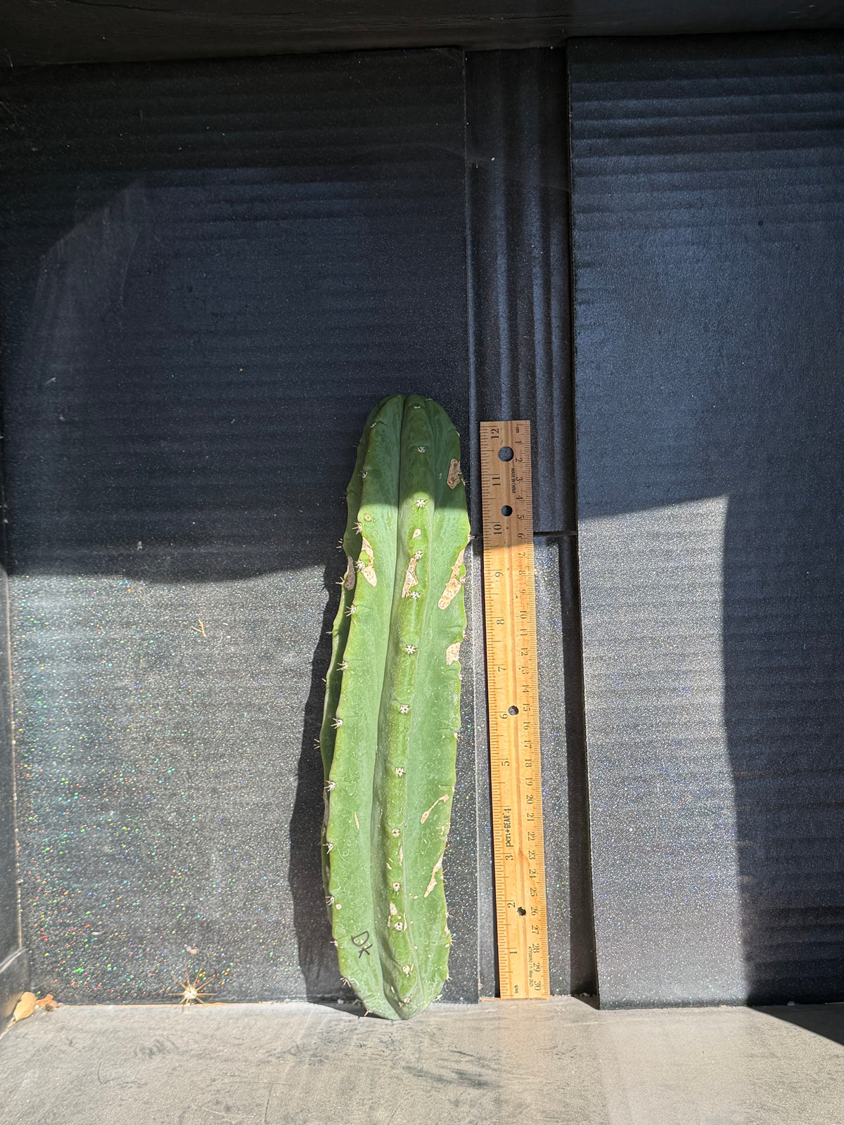 DK Trichocereus Cutting – 12”
