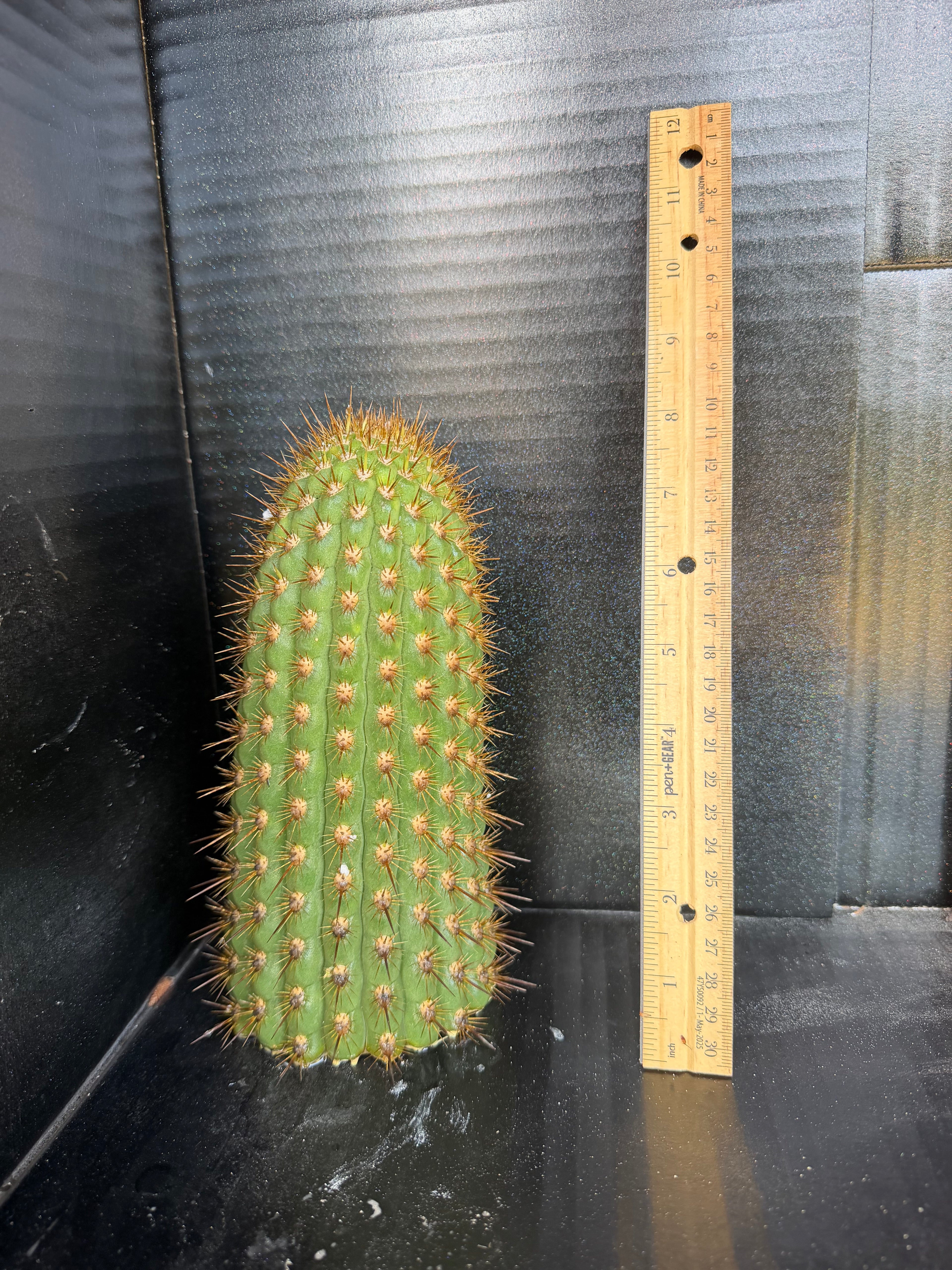 Chiloensis literalis Cutting – 8”