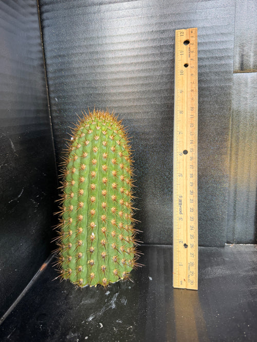 Chiloensis literalis Cutting – 8”
