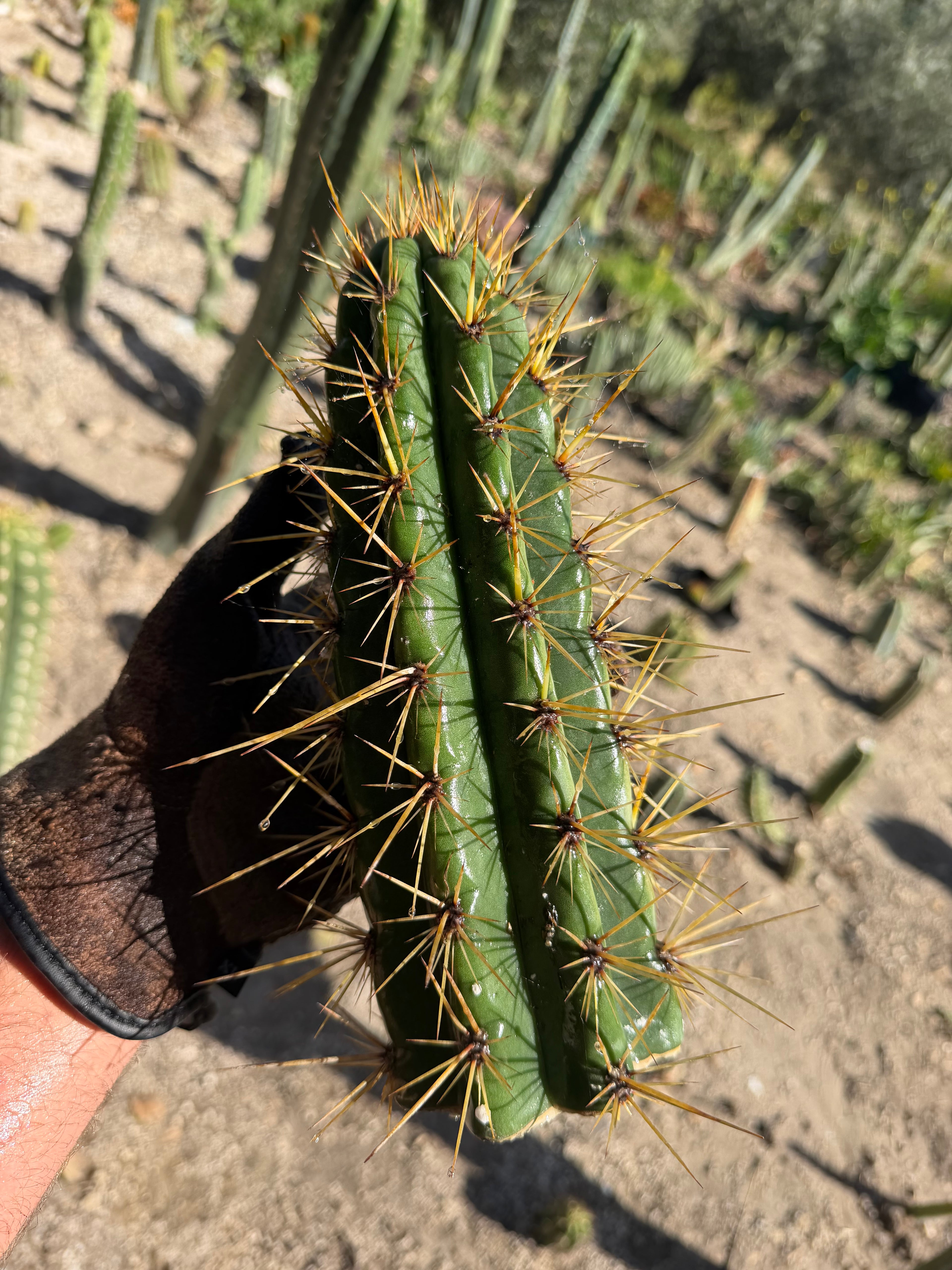 Tarmaensis Trichocereus Cutting – 10”