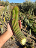 Orange Flame Trichocereus Cutting – 12”